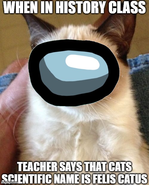kat. | WHEN IN HISTORY CLASS; TEACHER SAYS THAT CATS SCIENTIFIC NAME IS FELIS CATUS | image tagged in amogus,grumpy cat,history,oh wow are you actually reading these tags | made w/ Imgflip meme maker