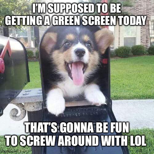 Cute doggo in mailbox | I’M SUPPOSED TO BE GETTING A GREEN SCREEN TODAY; THAT’S GONNA BE FUN TO SCREW AROUND WITH LOL | image tagged in cute doggo in mailbox | made w/ Imgflip meme maker