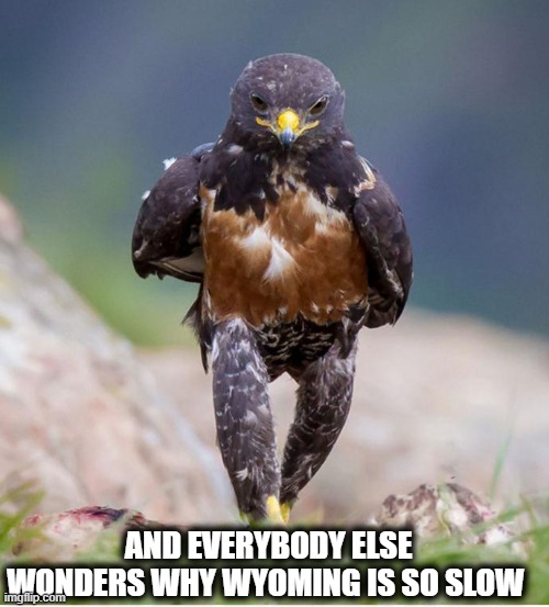 Wondering Wandering Falcon | AND EVERYBODY ELSE WONDERS WHY WYOMING IS SO SLOW | image tagged in wondering wandering falcon | made w/ Imgflip meme maker