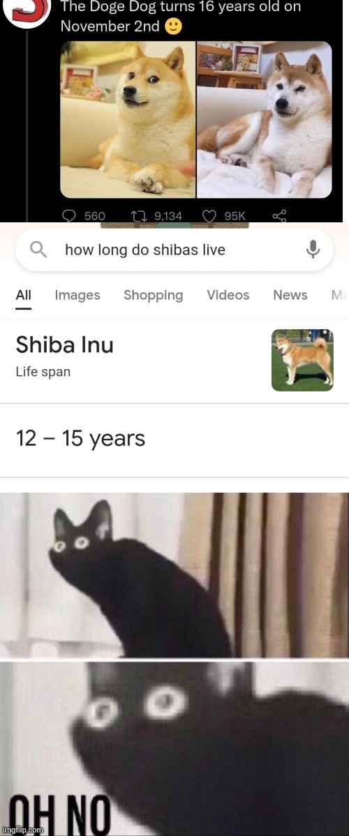 Ohno- | image tagged in oh no cat | made w/ Imgflip meme maker