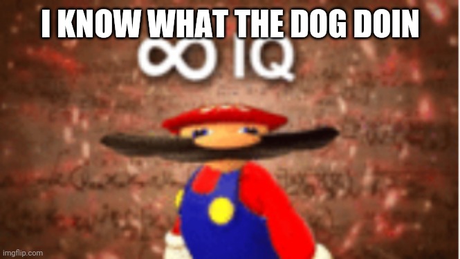 Infinite IQ | I KNOW WHAT THE DOG DOIN | image tagged in infinite iq | made w/ Imgflip meme maker