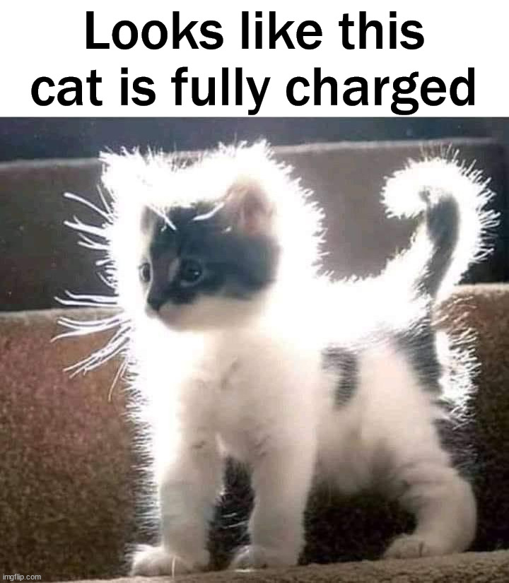 Looks like this cat is fully charged | image tagged in cats | made w/ Imgflip meme maker