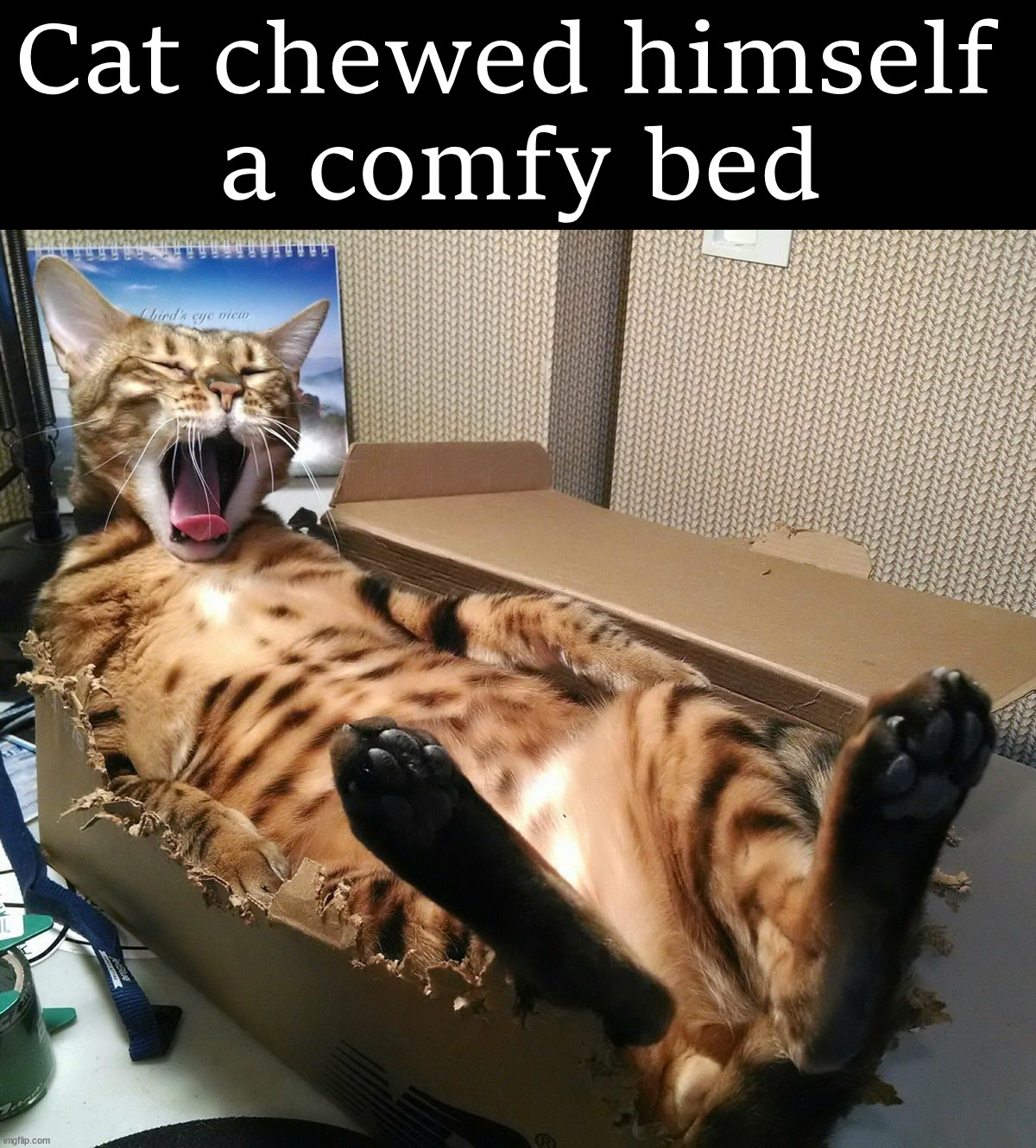 Cat chewed himself 
a comfy bed | image tagged in cats | made w/ Imgflip meme maker