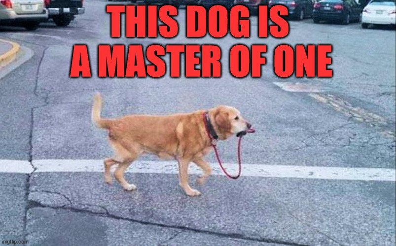 image tagged in dogs | made w/ Imgflip meme maker