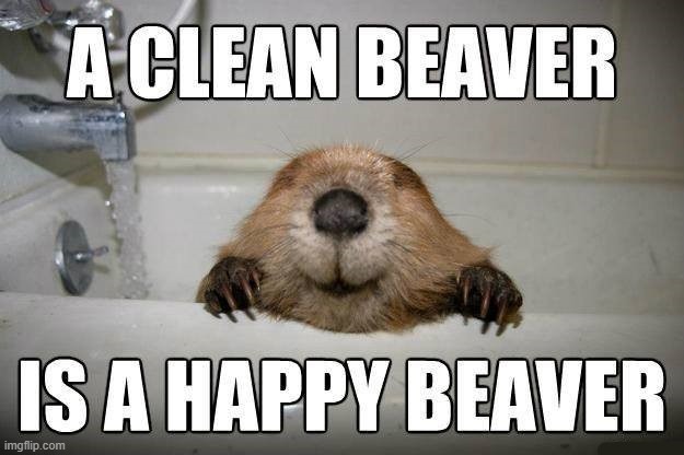 image tagged in beaver | made w/ Imgflip meme maker