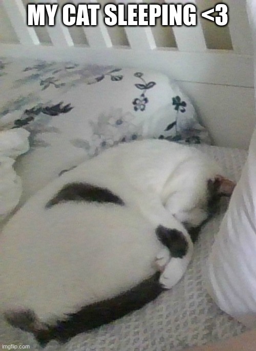MY CAT SLEEPING <3 | made w/ Imgflip meme maker