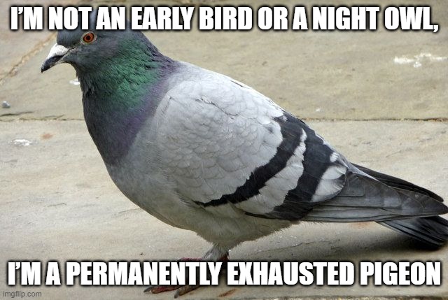 I saw someone on discord with this in their profile and couldn't help but post it | I’M NOT AN EARLY BIRD OR A NIGHT OWL, I’M A PERMANENTLY EXHAUSTED PIGEON | image tagged in popular opinion pidgeon | made w/ Imgflip meme maker