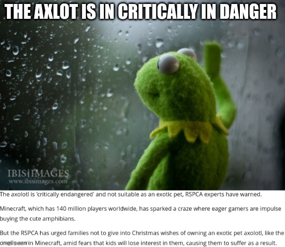 save them | THE AXLOT IS IN CRITICALLY IN DANGER | image tagged in kermit window | made w/ Imgflip meme maker