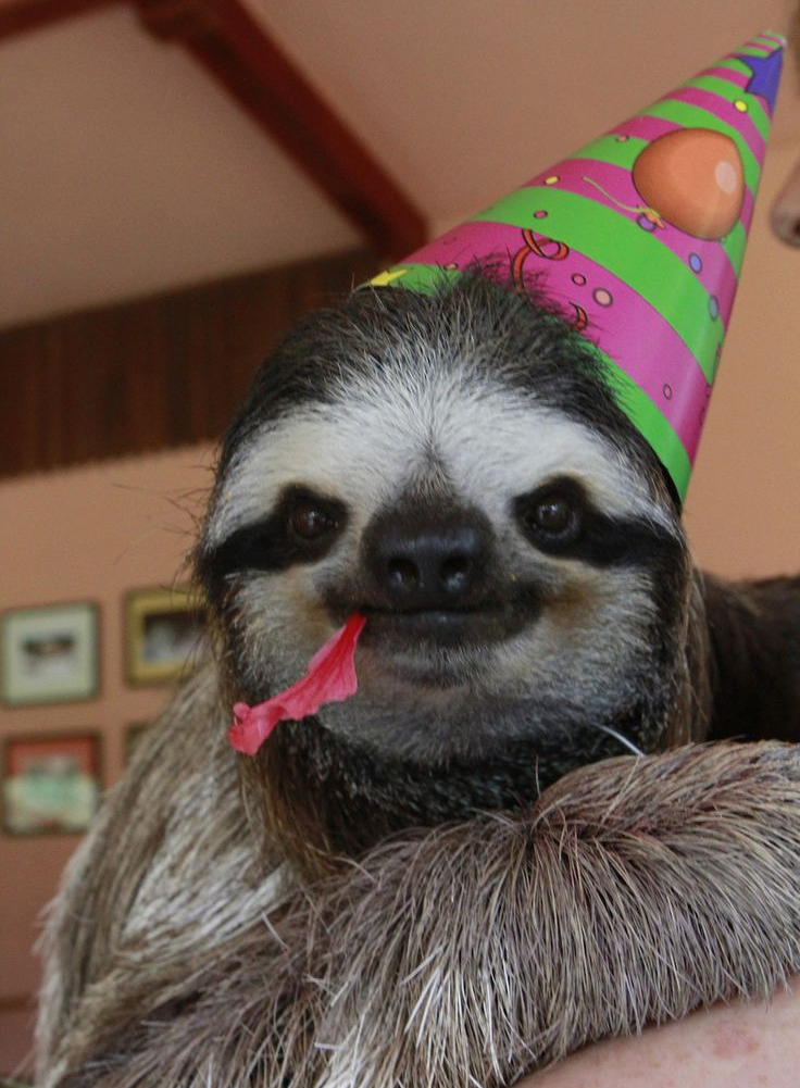 birthday sloth Blank Meme Template