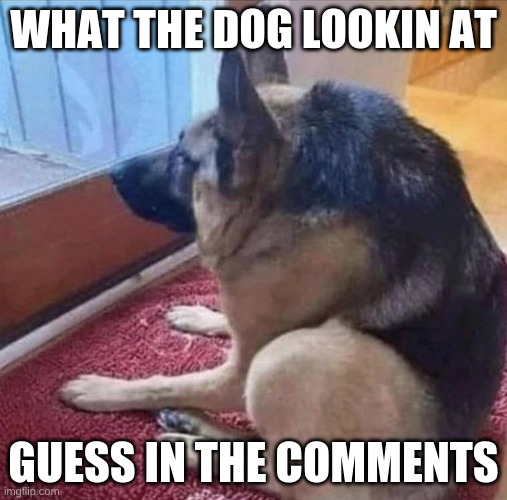 What the dog doin | WHAT THE DOG LOOKIN AT; GUESS IN THE COMMENTS | image tagged in what the dog doin | made w/ Imgflip meme maker