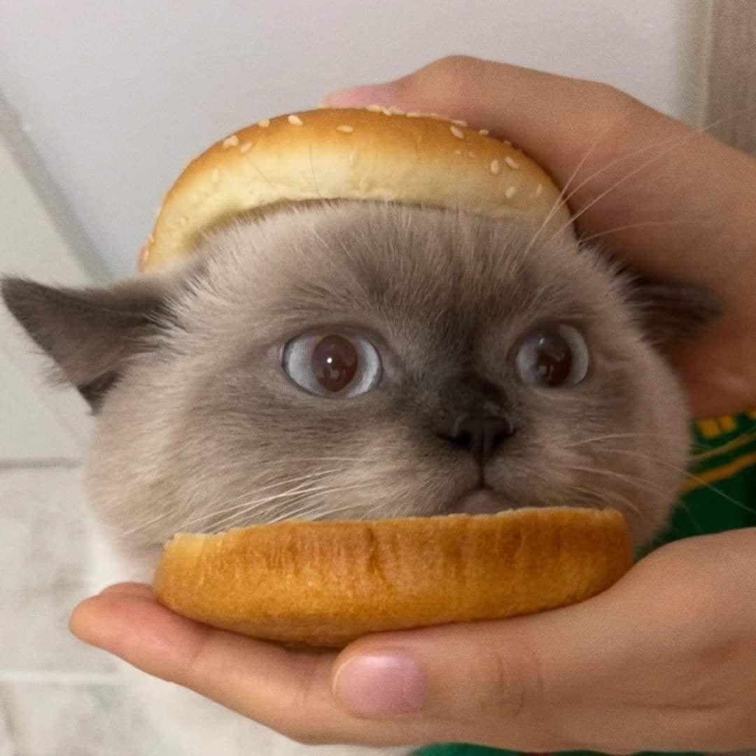 High Quality Cat Burger Blank Meme Template