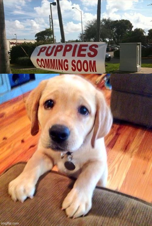 *Puppies coming soon - Imgflip