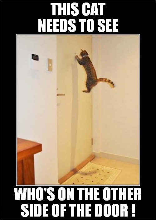 Security Conscience Cat ! | THIS CAT NEEDS TO SEE; WHO'S ON THE OTHER
SIDE OF THE DOOR ! | image tagged in cats,curious | made w/ Imgflip meme maker