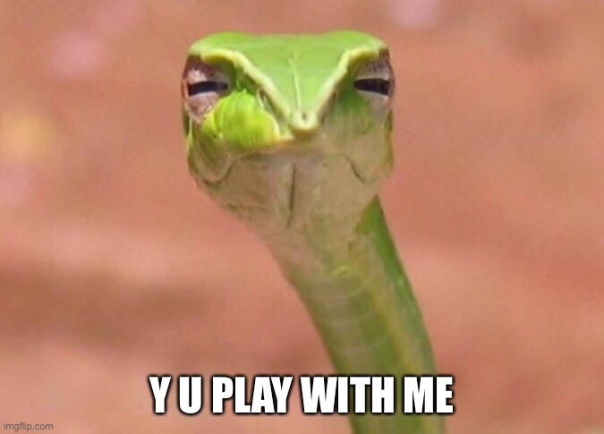 Skeptical snake | Y U PLAY WITH ME | image tagged in skeptical snake | made w/ Imgflip meme maker