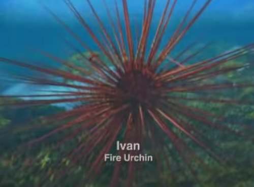 High Quality Ivan the Fire Urchin Blank Meme Template