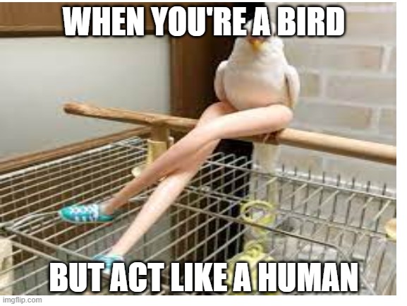 Anyone have this type of bird? :p | WHEN YOU'RE A BIRD; BUT ACT LIKE A HUMAN | image tagged in lol,funny memes,dank memes | made w/ Imgflip meme maker