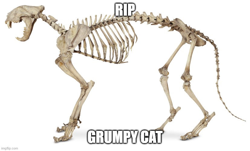 RIP; GRUMPY CAT | image tagged in cats | made w/ Imgflip meme maker