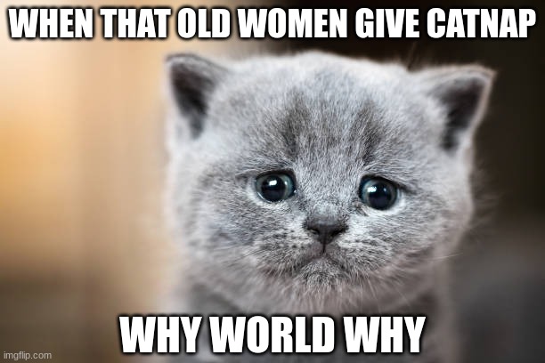 stop geting  your cats high | WHEN THAT OLD WOMEN GIVE CATNAP; WHY WORLD WHY | image tagged in too damn high | made w/ Imgflip meme maker