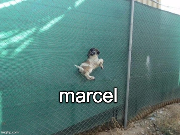 funni dog | marcel | image tagged in dog,funni | made w/ Imgflip meme maker