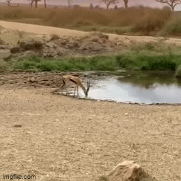 5ugcfn.gif