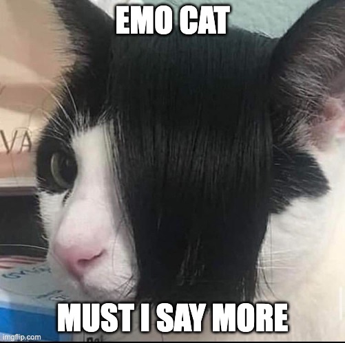 EMO CATT | EMO CAT; MUST I SAY MORE | image tagged in jackalopianswhereuat,emo,memes,funny,cat,emocat | made w/ Imgflip meme maker