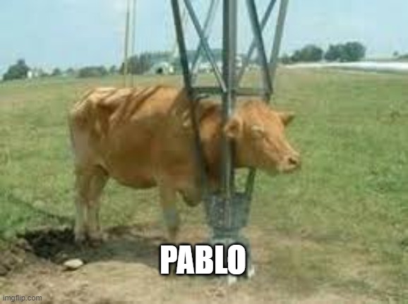 another animal stuck in weird position with a spanish name | PABLO | image tagged in mateo | made w/ Imgflip meme maker