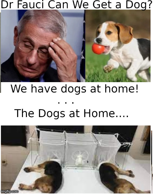 DR FAUCI CAN WE GET A DOG | image tagged in doctor fauci,dr,dog,can we get,covid,corona virus | made w/ Imgflip meme maker
