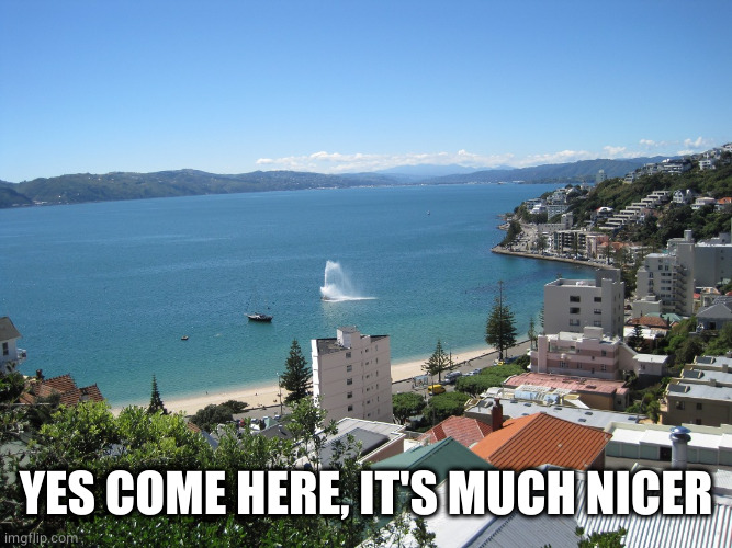 Wellington. | YES COME HERE, IT'S MUCH NICER | image tagged in wellington | made w/ Imgflip meme maker