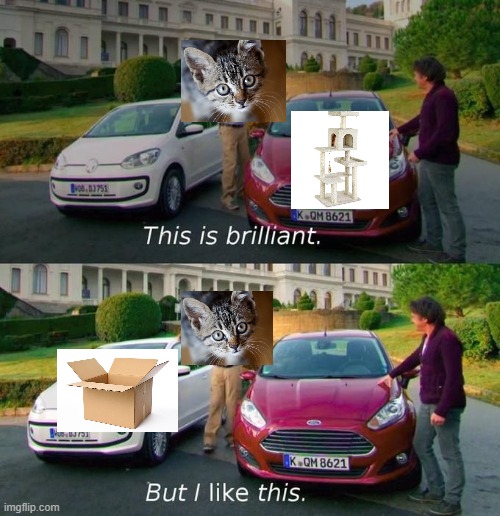 Never buy your cat anything expensive, just get it a box it will save u money | image tagged in this is brilliant but i like this,cat,meme,funny | made w/ Imgflip meme maker