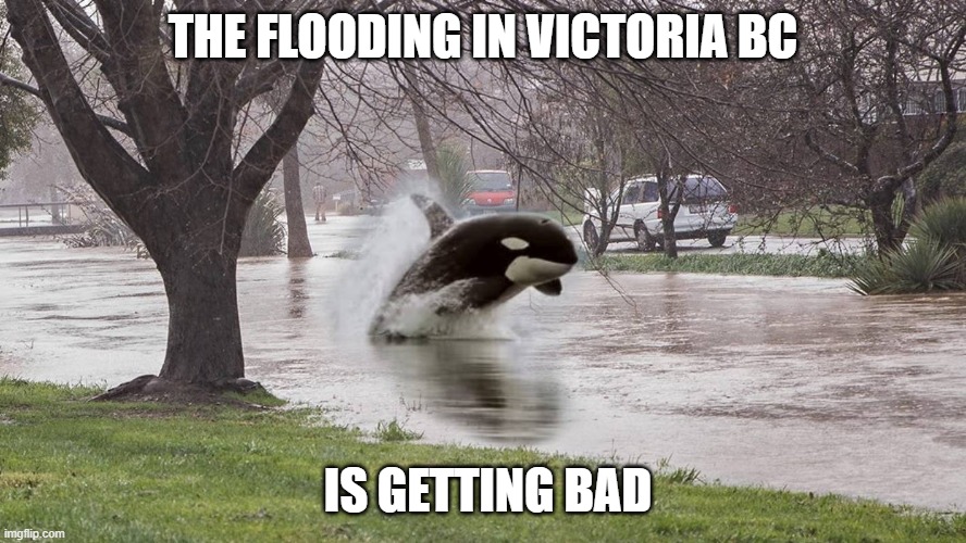 Flooding on Vancouver Island | THE FLOODING IN VICTORIA BC; IS GETTING BAD | image tagged in flooding | made w/ Imgflip meme maker