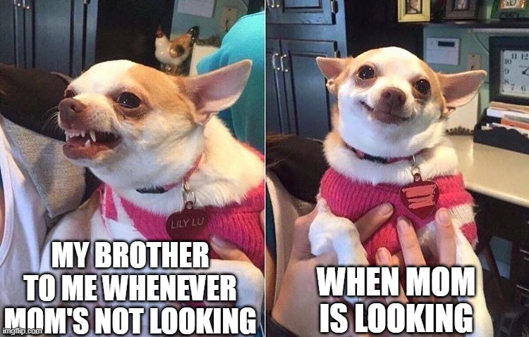angry dog meme | WHEN MOM IS LOOKING; MY BROTHER TO ME WHENEVER MOM'S NOT LOOKING | image tagged in angry dog meme | made w/ Imgflip meme maker