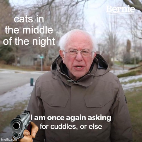 i will give you the cuddles | cats in the middle of the night; for cuddles, or else | image tagged in memes,bernie i am once again asking for your support | made w/ Imgflip meme maker