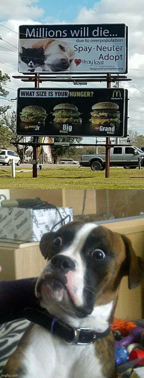 Billboard placement fail | image tagged in blankie the shocked dog,mcdonald's,signs/billboards,you had one job,memes,animals | made w/ Imgflip meme maker