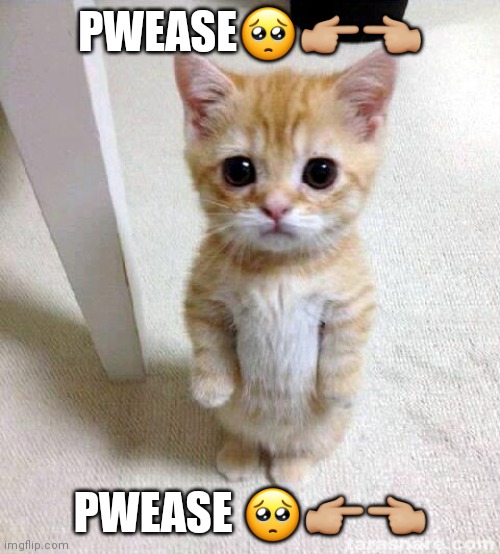Cute Cat | PWEASE🥺👉🏼👈🏼; PWEASE 🥺👉🏼👈🏼 | image tagged in memes,cute cat | made w/ Imgflip meme maker