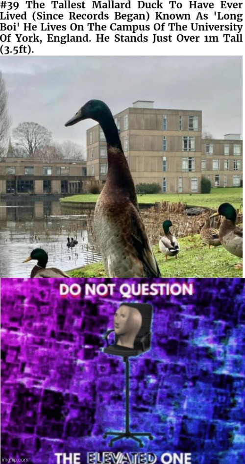 petition to make Long Boi our stream mascot | image tagged in do not question the elevated one | made w/ Imgflip meme maker
