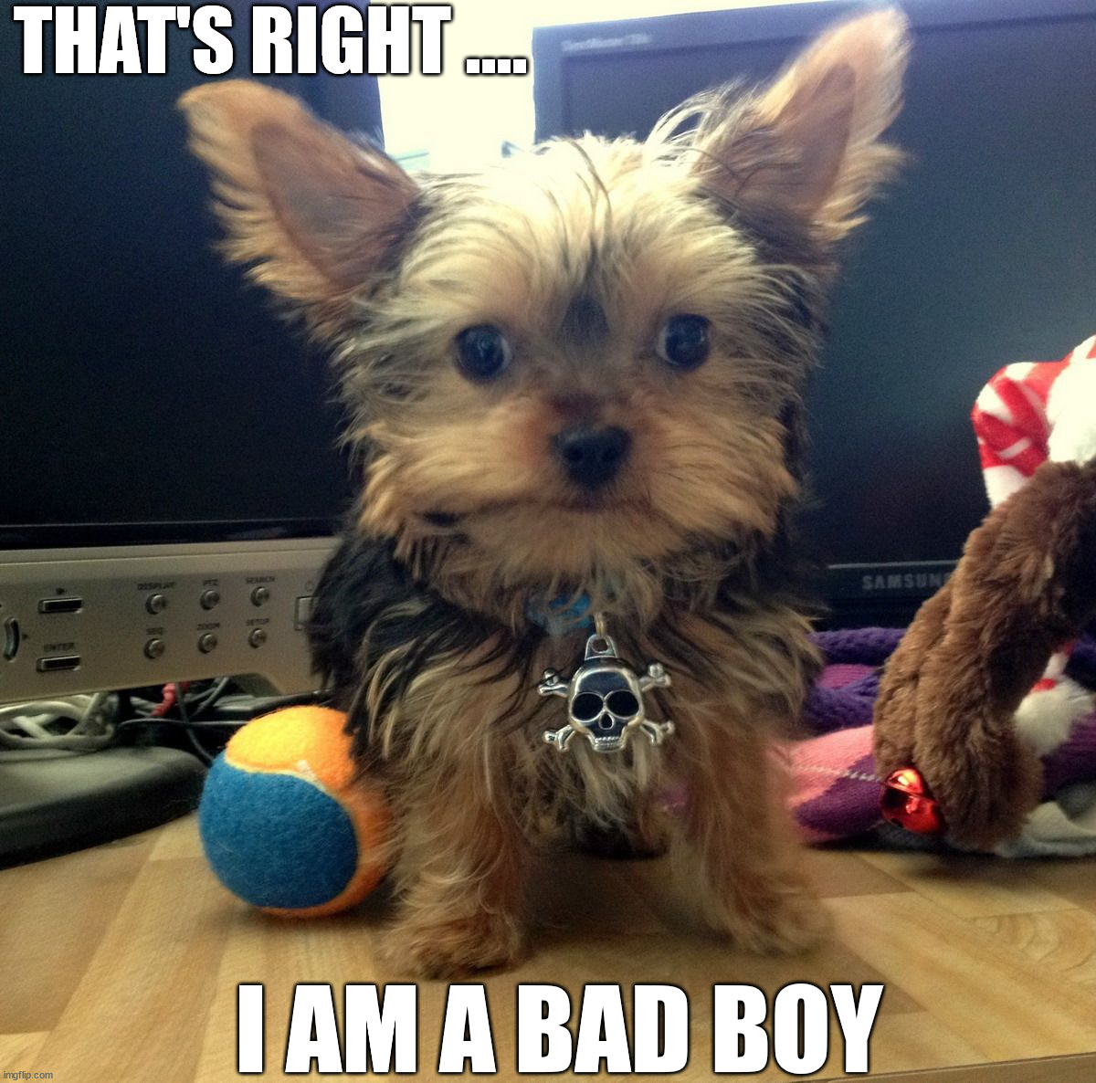 THAT'S RIGHT .... I AM A BAD BOY | image tagged in dogs | made w/ Imgflip meme maker