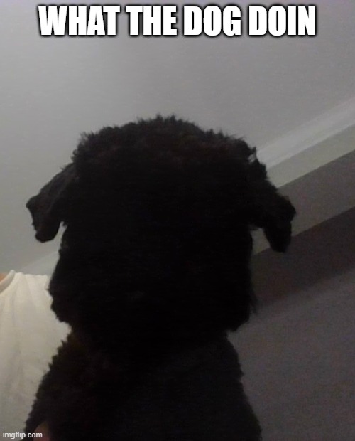 my doggo | WHAT THE DOG DOIN | made w/ Imgflip meme maker