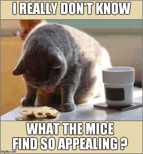 A Cats Cheesy Disgust ! | I REALLY DON'T KNOW; WHAT THE MICE FIND SO APPEALING ? | image tagged in cats,cheese,mice,disgusted | made w/ Imgflip meme maker