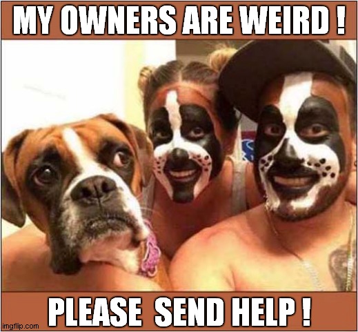 A Dogs Distress ! | MY OWNERS ARE WEIRD ! PLEASE  SEND HELP ! | image tagged in dogs,make up | made w/ Imgflip meme maker