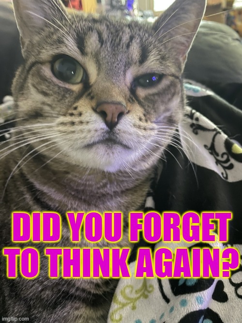 Forgot to think | DID YOU FORGET TO THINK AGAIN? | image tagged in delilah kitty | made w/ Imgflip meme maker