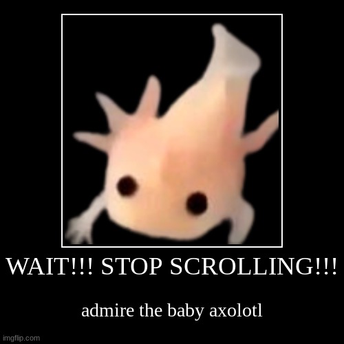 WAIT!!! STOP SCROLLING!!! | admire the baby axolotl | image tagged in funny,demotivationals,baby,axolotl,axolotl drake | made w/ Imgflip demotivational maker