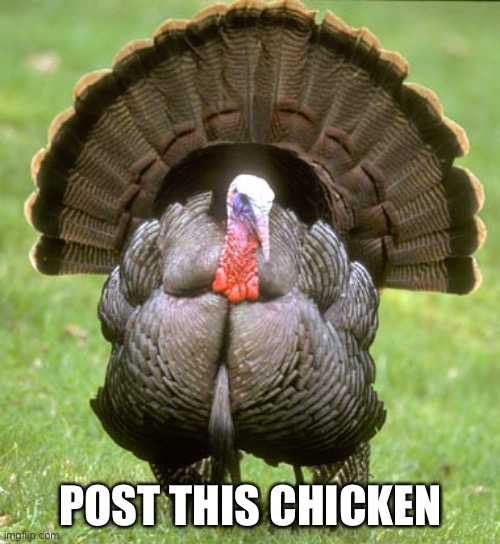 Turkey Meme | POST THIS CHICKEN | image tagged in memes,turkey | made w/ Imgflip meme maker