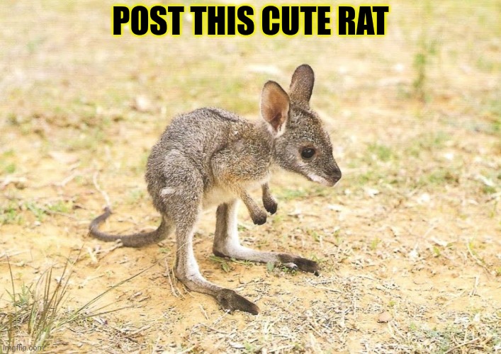 POST THIS CUTE RAT | made w/ Imgflip meme maker
