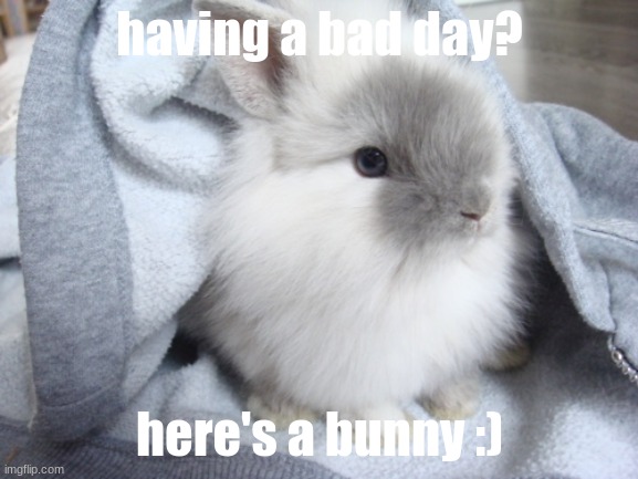 have a bunny if you're having a bad day! | having a bad day? here's a bunny :) | image tagged in bunny | made w/ Imgflip meme maker