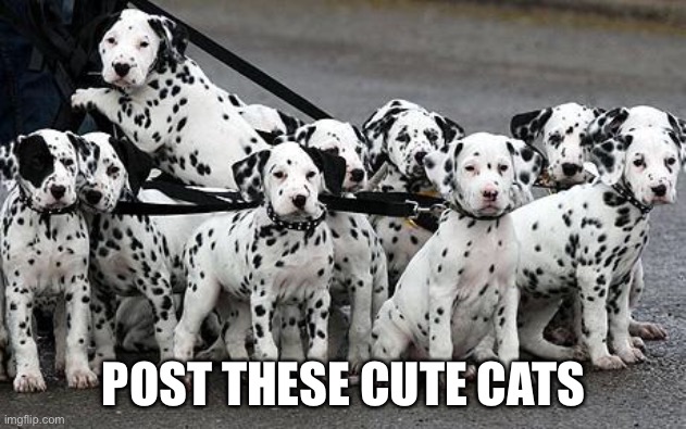 dalmatians | POST THESE CUTE CATS | image tagged in dalmatians | made w/ Imgflip meme maker