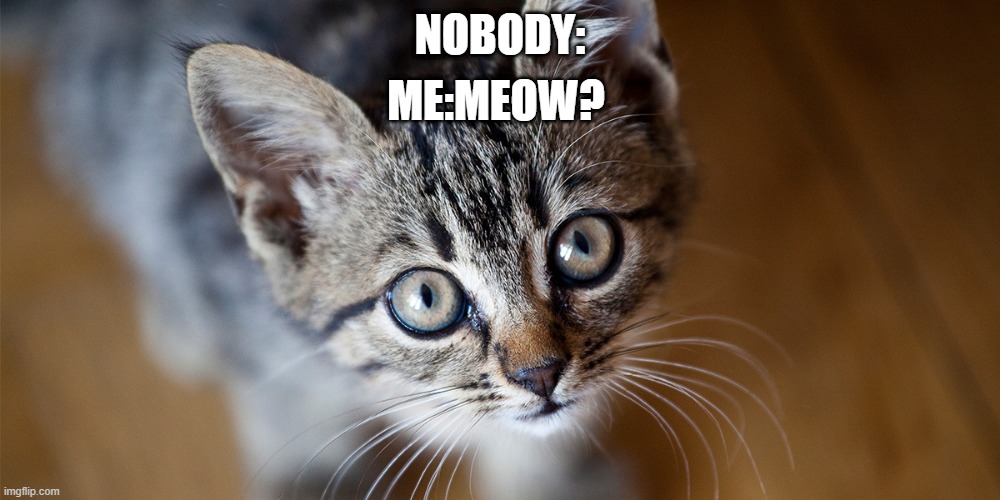 me be like: | ME:MEOW? NOBODY: | image tagged in cat | made w/ Imgflip meme maker