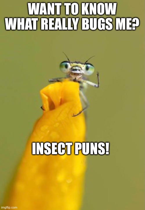 What really bugs me? | WANT TO KNOW WHAT REALLY BUGS ME? INSECT PUNS! | image tagged in terrible puns,funny,dad joke | made w/ Imgflip meme maker