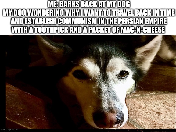 That is actually my dog in the picture |  ME: BARKS BACK AT MY DOG
MY DOG WONDERING WHY I WANT TO TRAVEL BACK IN TIME AND ESTABLISH COMMUNISM IN THE PERSIAN EMPIRE WITH A TOOTHPICK AND A PACKET OF MAC-N-CHEESE | image tagged in dog,memes | made w/ Imgflip meme maker