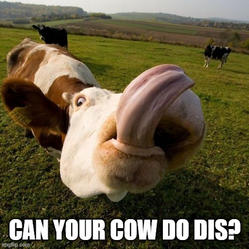 can your cow do this? | CAN YOUR COW DO DIS? | image tagged in funny cow | made w/ Imgflip meme maker