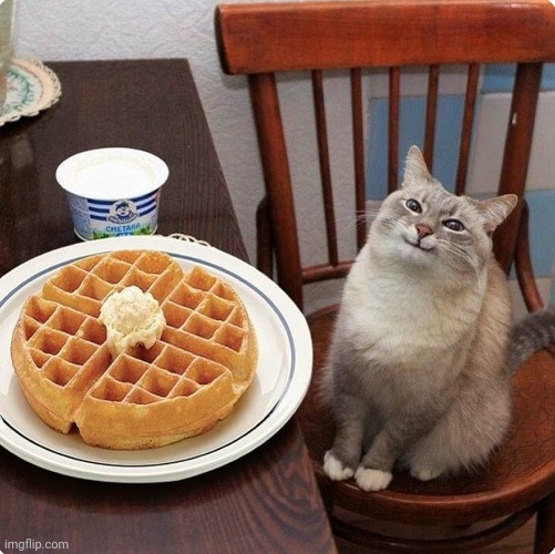 Waffle cat | image tagged in waffle cat | made w/ Imgflip meme maker